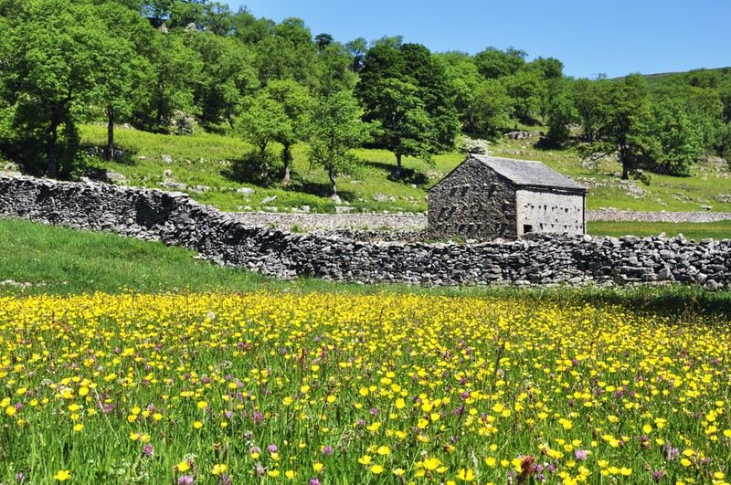 A stone barn behind a dry-stone wall and a meadow of buttercups