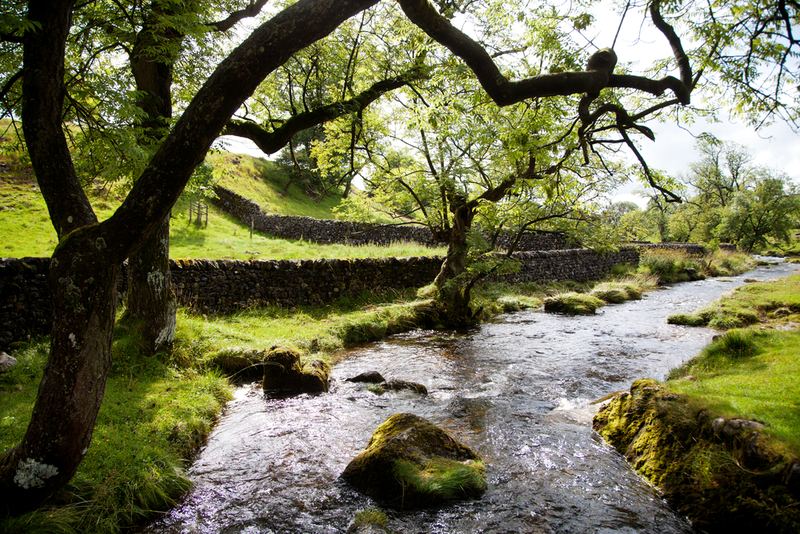 A shallow beck running under old trees
