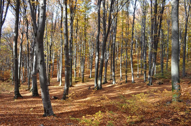 A beech wood in autumn