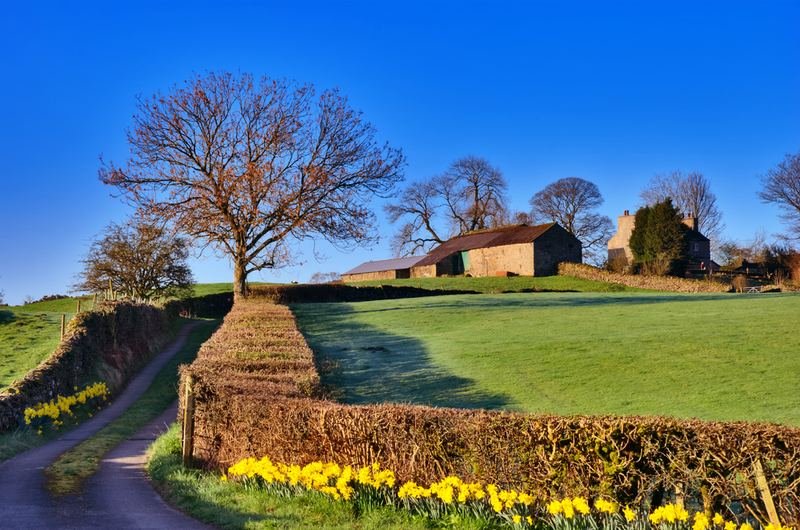 A farm lane lined with daffodils, leading to a farmhouse