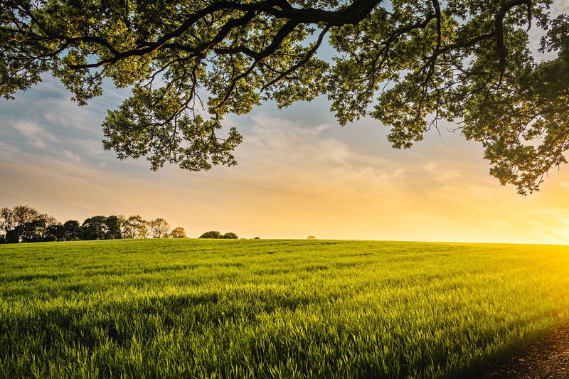 A field of young crops at sunset, framed by the branches of an oak tree