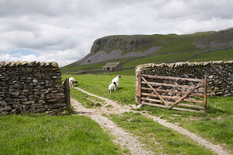Sheep by a field gate in a dry-stone wall, with a limestone hill beyond
