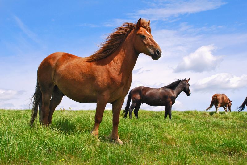 A chestnut horse standing in a field, with others grazing behind
