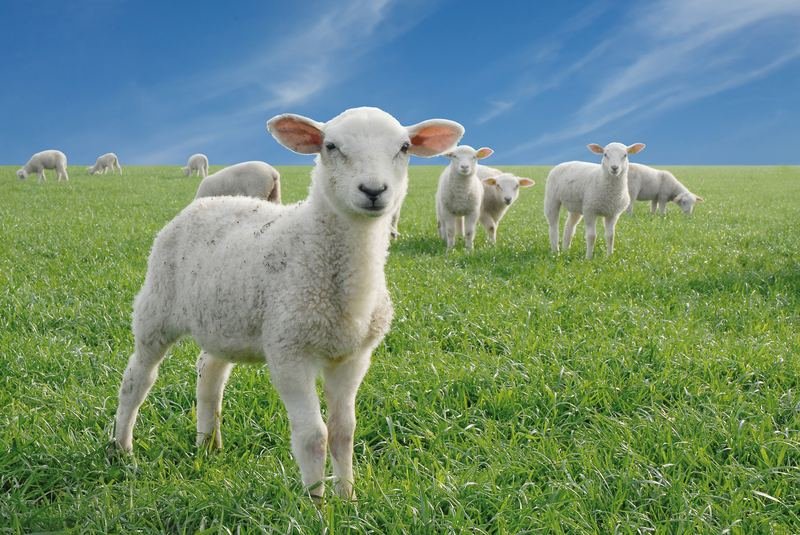 A lamb in a field, with the flock behind