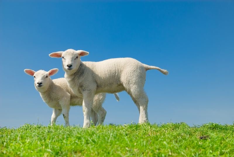 Two lambs on a grassy bank under a blue sky