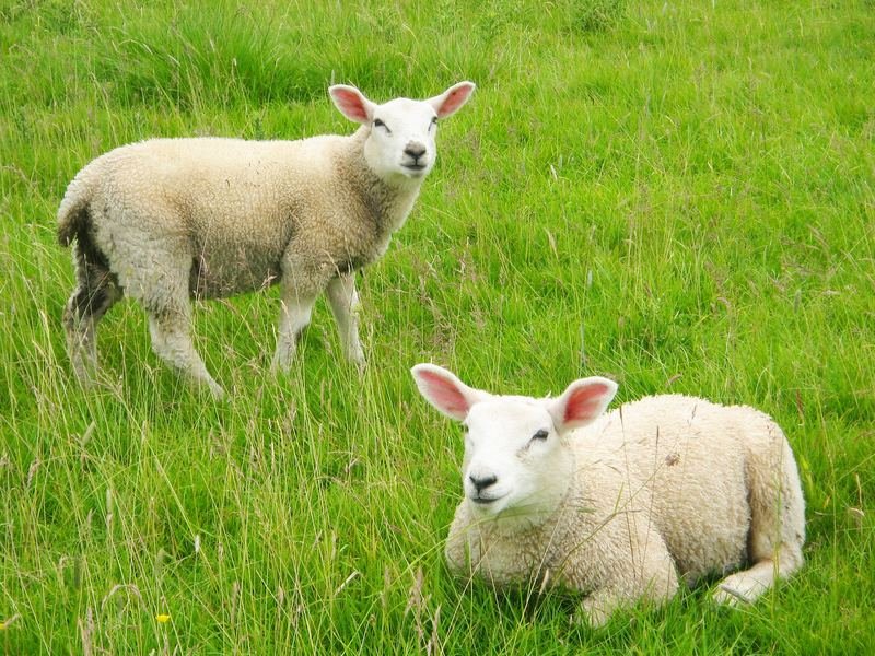 Two lambs in a grassy field, one lying down
