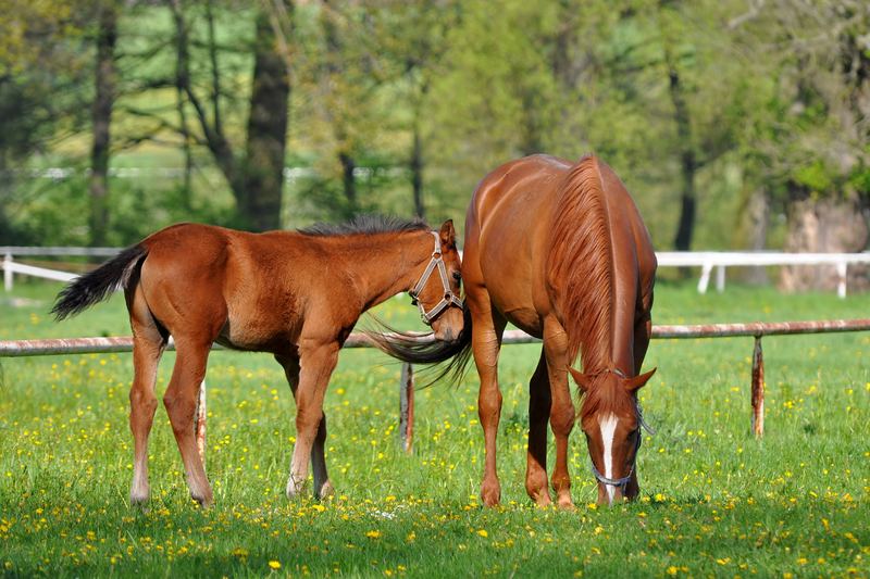 A mare and foal grazing in a paddock