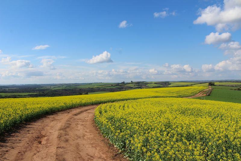 A farm track winding through fields of yellow oilseed rape