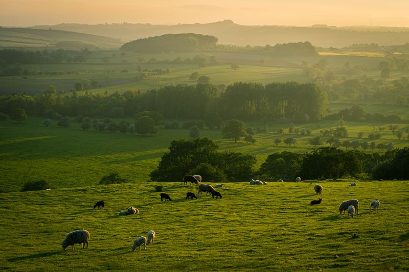 Sheep grazing in hazy evening light above a wooded valley