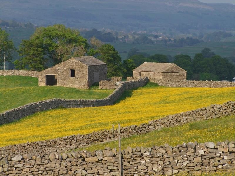 Stone field barns and dry-stone walls above a buttercup meadow in the Yorkshire Dales
