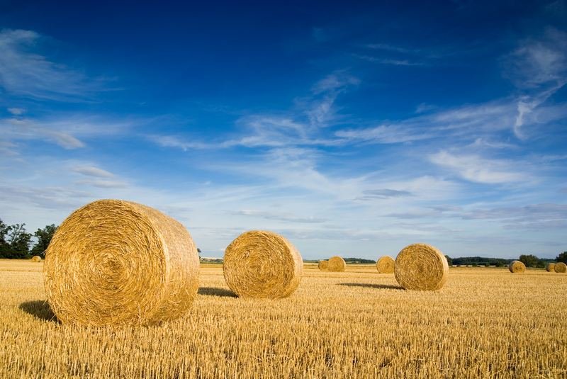 Round straw bales in a stubble field under a blue sky