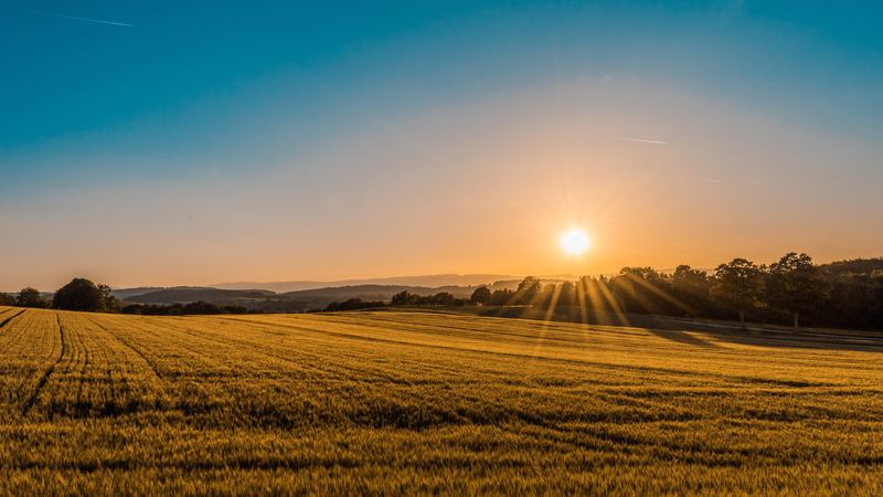 The sun setting over a harvested field