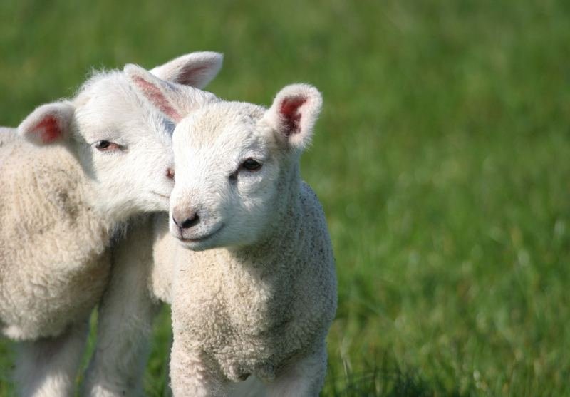 Two lambs side by side in a field