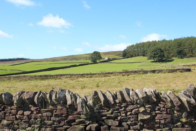 A dry-stone wall with pasture and a wood beyond