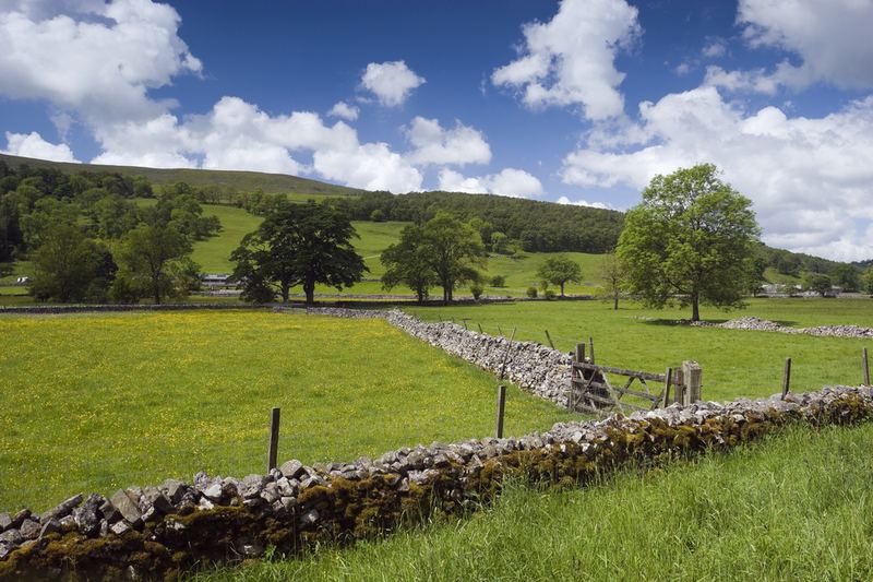 A dry-stone wall and trees in a meadow, with hills beyond