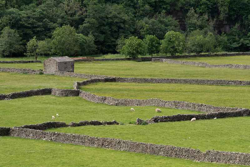 Dry-stone walls, a field barn and sheep in a Dales pasture