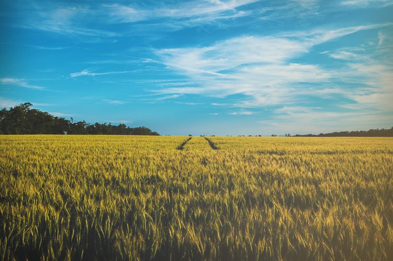 A field of ripening wheat under a blue sky