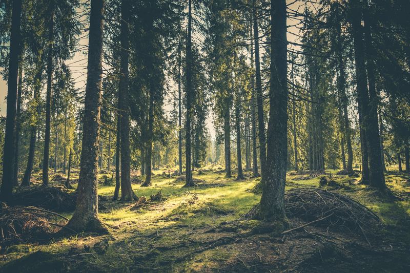 Sunlight through tall trees in a quiet woodland