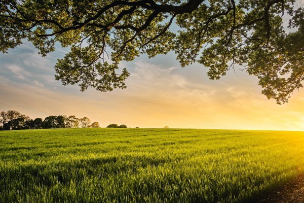 A field of young crops at sunset, framed by the branches of an oak tree