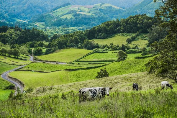 Green fields and grazing cattle in a Yorkshire valley