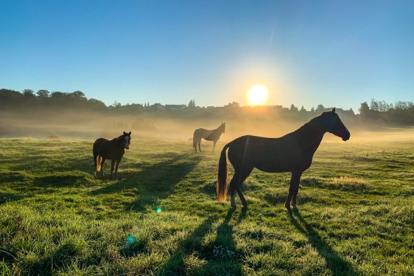 Horses grazing in a misty paddock at sunrise