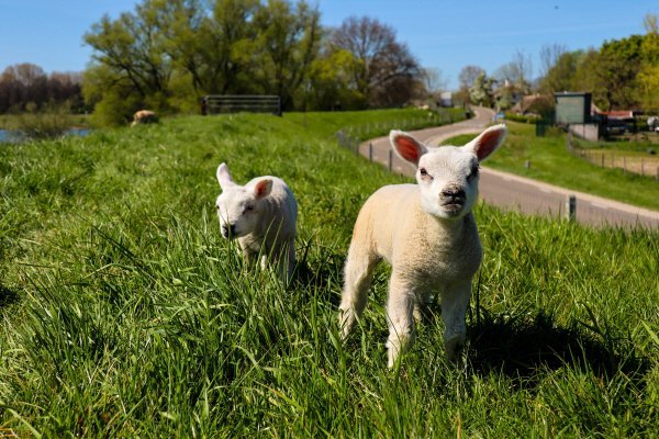 Two lambs in long grass beside a country lane