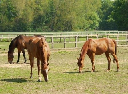 Horses in a paddock