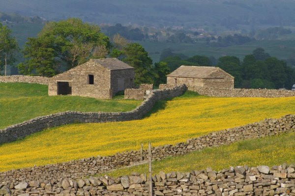 Stone field barns and dry-stone walls in a Yorkshire Dales meadow