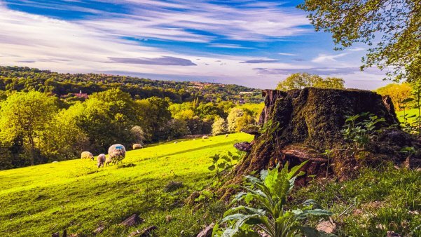 Sheep grazing on a sunny hillside above wooded countryside
