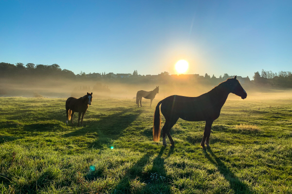 Dales and Shires - Yorkshire Estate Agents - Harrogate - York - Leeds - Horses in a Field