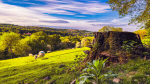 Dales and Shires - Yorkshire Estate Agents - Harrogate - York - Leeds - Sunny Field